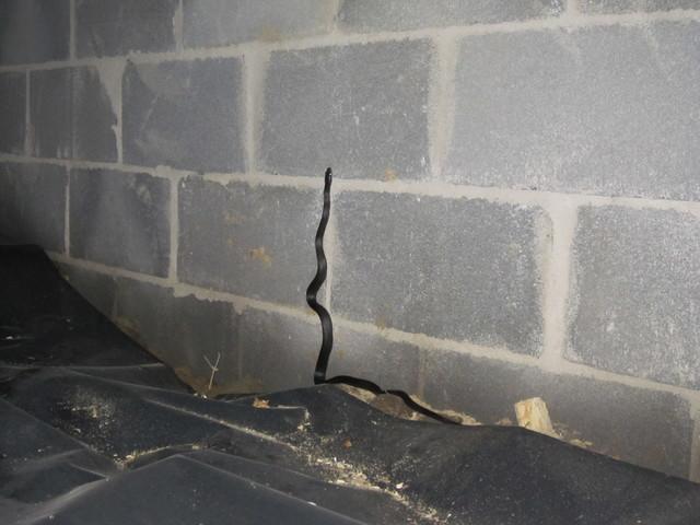 snake living in a crawl space